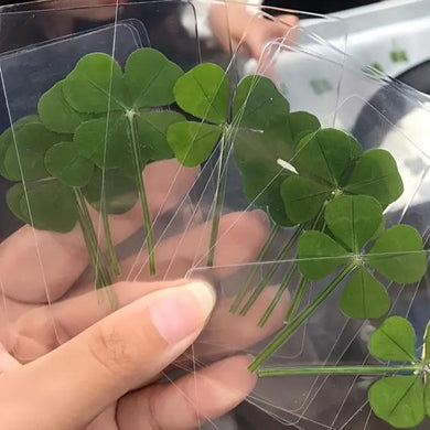 1 or 2pcs Lucky Four Leaf Clover in Transparent Card for Luck